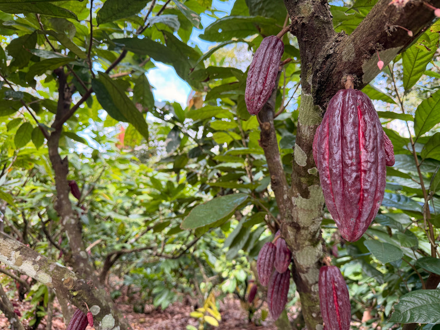 Wild by Nature: The Journey From a Peruvian Farm to Your Cup - Heart Magic